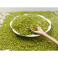 Calidad superior Green Mung Bean para el uso del brote